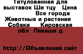 Титулованная для выставок Ши-тцу › Цена ­ 100 000 - Все города Животные и растения » Собаки   . Кировская обл.,Леваши д.